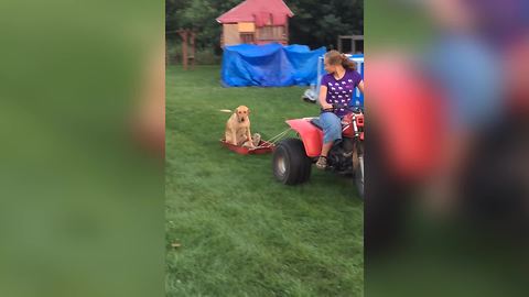 Yellow Lab Rides On Sled Pulled By ATV