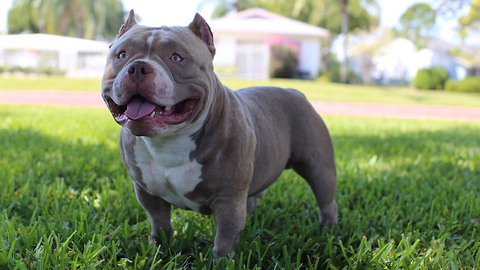 Meet Venom The World’s Most Famous Micro Bully Valued At Over $500,000