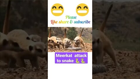 meerkat attack to snake 🐍2022🐍#shorts #youtubeshorts