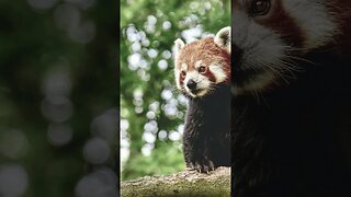 red panda reels