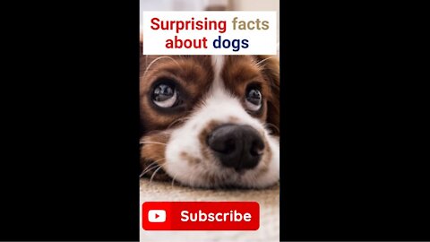 Facts about dogs which you never know