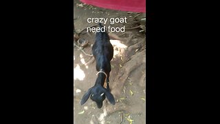 The Goat is need food | Funny Video