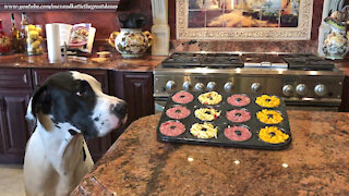 Hungry Great Dane closely inspects yummy dish