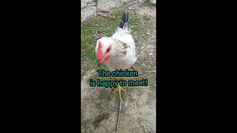 Chicken is glad to meet you!