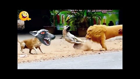 Funny dog and cat videos । Fake Lion and Tiger Prank to dog । Try not to laugh