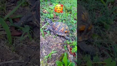 Cute Box Turtle on the Move! 🐢 #crittercam #nature #turtle