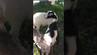 A visit with baby goats