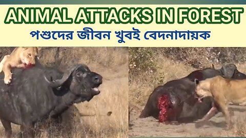 Animal Attacks In Africa