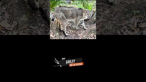 Big Cat Rescue~A scowling Bailey bobcat!