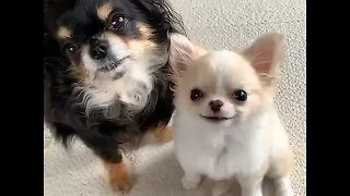 You Won't Believe What This Chihuahua Does Next!