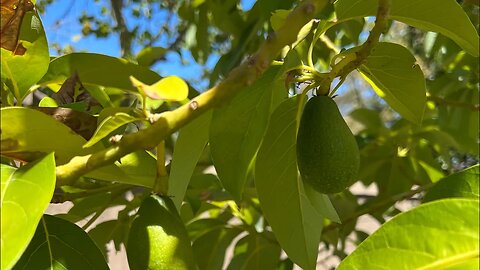 July 4th Reed avocado score!! And a different kind of score too