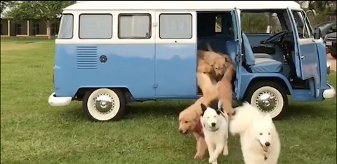 This Might Be Heaven! Army Of Dogs Jumps Out From VW Camper Van