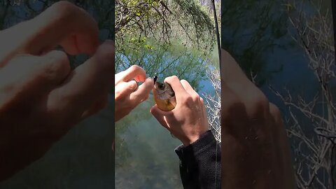 tiny lure for bluegill