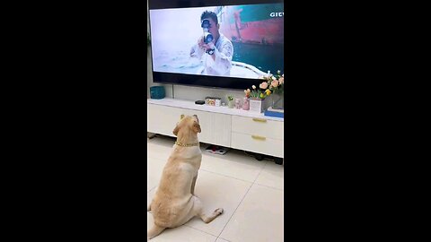 Hilarious Labrador Dog Reacts to TV Gunshot! Funny Yellow Lab's Epic Screen Scare
