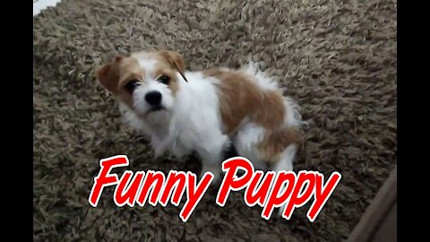 🥰 Funny Puppy 2021