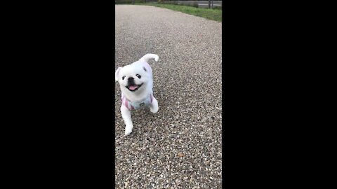 Cute Dog runs to owner