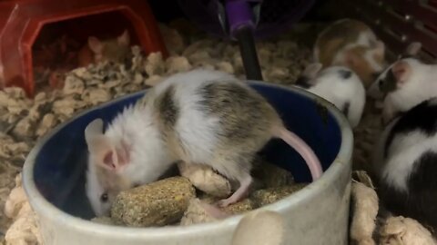 Caged mice eating in food bowl