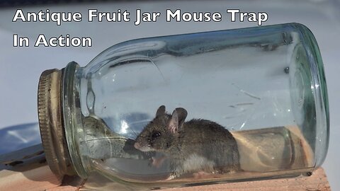 Antique Fruit Jar Mouse Trap In Action. Mouse Trap Mondays