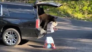 Bear steals crackers from car