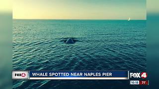 Whale Spotted Near Naples Pier