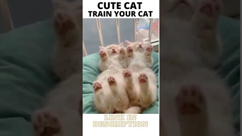 Cute kittens jupm sleep - ShortToon - #shorts