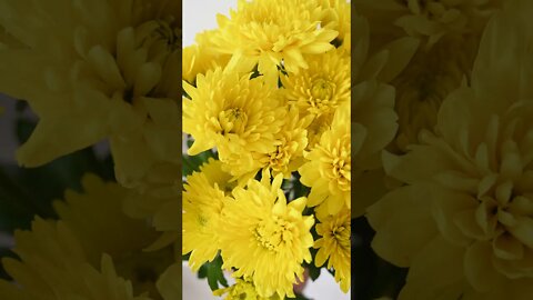 Bouquet of Yellow Flowers|#short |param sundori new song |#status