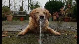 Un combat épique entre un chien et un pistolet à eau