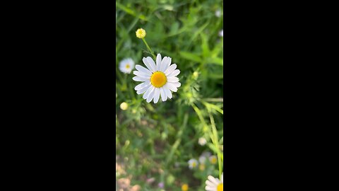 Meditation Music with White Flower in Jungle