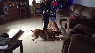 "Two Boxer Dogs Trying To Catch A Flying Toy"