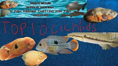Aquatic Wetline W/ Aqua Alex: Top 10 Cichlids