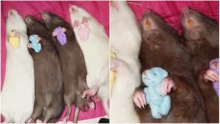 Adorable rats sleep with teddy bears