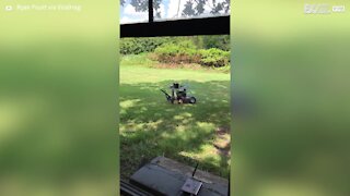 Guy invents remote controlled lawnmower