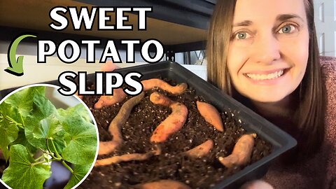 Start Sweet Potato Slips the EASY Way!