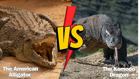 Who Wins? The American Alligator Vs. The Komodo Dragon