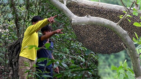 Primitive Technology: Amazing Catch A Giant HoneyBee For Food On The Giant Tree