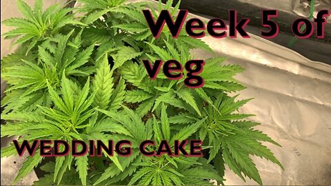 Week 5 of veg of Weddng cake