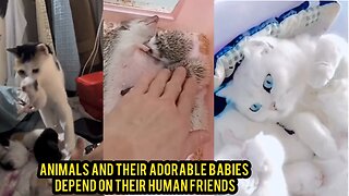 Animals and Their Adorable Babies Depend on Their Human Friends