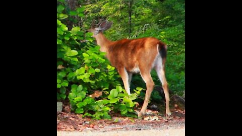 Deer eat trees.