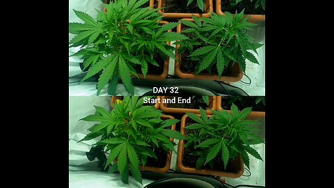 DAY 32 - Cannabis Grow Weed timelapse Dutch Passion Auto X Treme #grow #autoflowering #cannabis #fyp