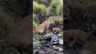 Unique Playground For Lion Cubs #shorts | #ShortsAfrica