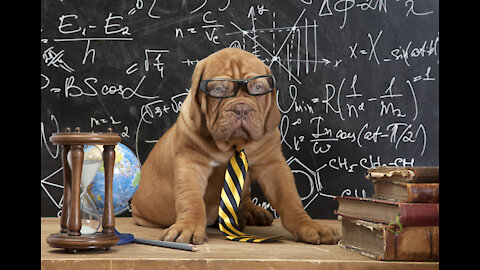 The smartest dog in the world you will ever find