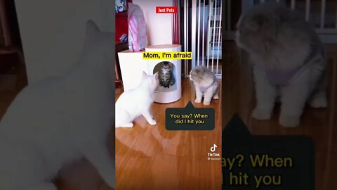 Mummy Cat Revenge #shorts funny animal videos