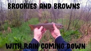 Brookies & Browns With Rain Coming Down