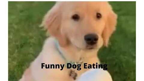 Funny dog eating ice-cream