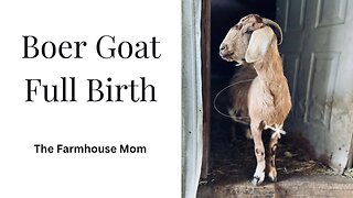 Boer Goat Full Birth