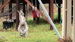 Canguru descobre nova diversão: um balanço!