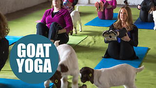 Britain's first class in GOAT pilates