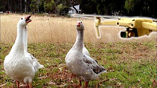 Fowl Play: Rounding up our geese with a drone | Chicken for a year - Free Range Homestead Ep 33