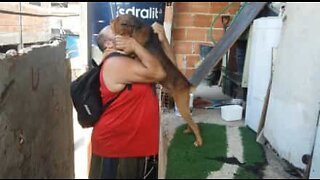 Cão abraça o dono quando chega a casa