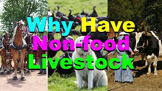 No. 973 – Why Have Non-Food Lifestock